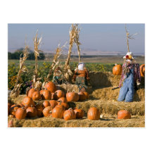 Pumpkin display with hay bales and scarecrows post card