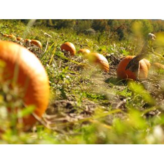 Pumpkin Feilds postcard