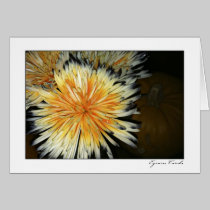 Pumpkin Flower cards