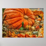 Pumpkin - Great Gourds Posters