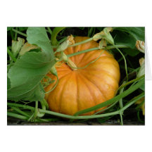 Pumpkin Greeting Cards