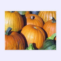Pumpkin Harvest postcards