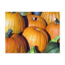 Pumpkin Harvest postcards