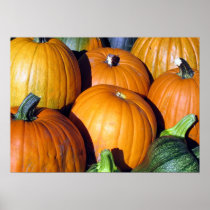 Pumpkin Harvest Poster