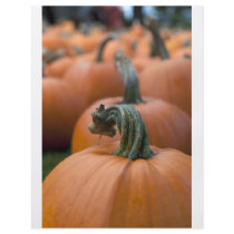 Pumpkin in Field flyers by mariabellimages Pumpkin in Field flyers