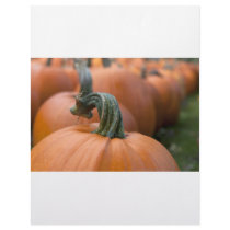 Pumpkin in Field letterhead
