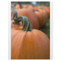 Pumpkin in Field letterhead