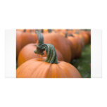 Pumpkin in Field Photo Greeting Card