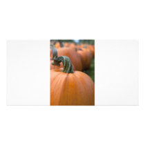 Pumpkin in Field Photo Card