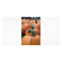 Pumpkin in Field photo cards