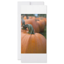 Pumpkin in Field rack cards
