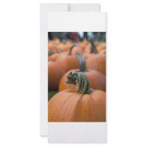 Pumpkin in Field rack cards