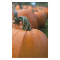 Pumpkin in Field Custom Stationery