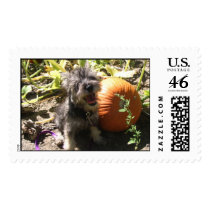 Pumpkin.jpg postage