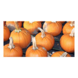 pumpkin line-up picture card