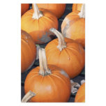 pumpkin line-up stationery paper