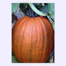 Pumpkin on a Trellis cards