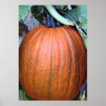 Pumpkin on a Trellis Print