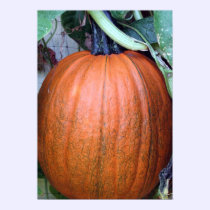 Pumpkin on a Trellis posters
