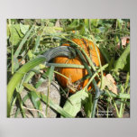 Pumpkin On Vine Nature Photography Poster Print