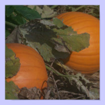 Pumpkin on Vine posters