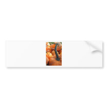 Pumpkin Patch bumper stickers