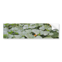 Pumpkin patch bumper stickers
