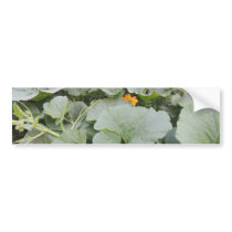 Pumpkin patch bumper stickers