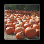 Pumpkin Patch Magnet