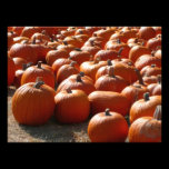 Pumpkin Patch Photo Print