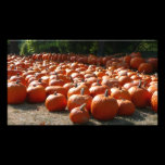 Pumpkin Patch Photo Print