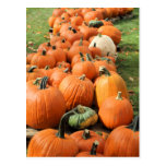 Pumpkin Patch Post Cards