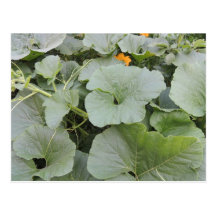 Pumpkin patch post cards
