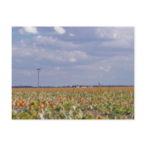 pumpkin patch postcards by imagia77 pumpkin patch postcards