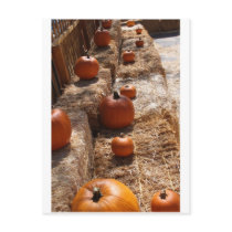 Pumpkin Patch postcards by italianfish Pumpkin Patch postcards
