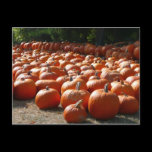 Pumpkin Patch Postcard