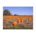 Pumpkin Patch-postcard by Akichan Pumpkin Patch-postcard