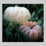 Pumpkin Patch posters