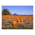 Pumpkin Patch posters by Akichan Pumpkin Patch posters