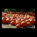 Pumpkin Patch Print