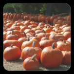 Pumpkin Patch Square Sticker