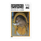 postcard - Pumpkin in Garfield