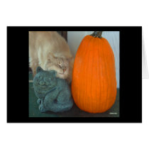 Pumpkin Purr cards by Catartwork Pumpkin Purr cards