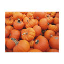 Pumpkin Time postcards by deegolden Pumpkin Time postcards