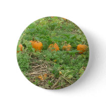 Pumpkins all in a row button