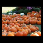Pumpkins and Mums Photo Print