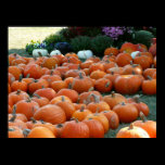 Pumpkins and Mums Photography Print