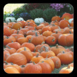 Pumpkins and Mums Sticker
