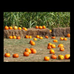 Pumpkins, Corn and Hay Autumn Photography Print