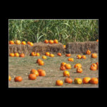Pumpkins, Corn and Hay Autumn Postcard